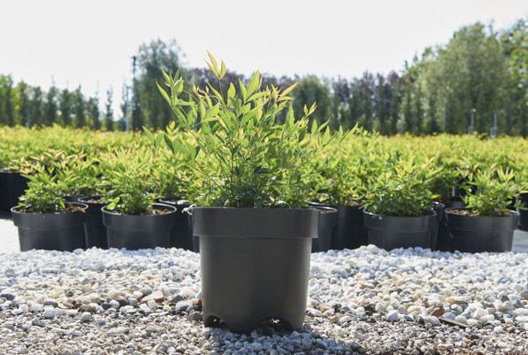 Granuli macinati per vasi